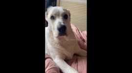 Sleeping Labrador's hilarious response to owner's 'go out and play' command