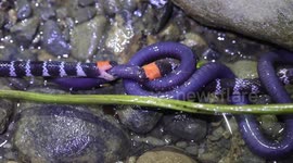 World's first example of wild snakes fighting over food in wild recorded in Colombia
