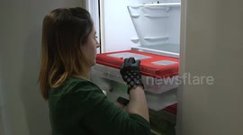 European marsh turtles return home after a 'winter vacation' at Vienna Zoo