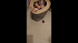 Woman calmly removes cockroach sniffing around her makeup bag