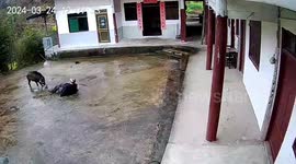 Terrifying moment wild boar rampage leaves villagers injured in southern China