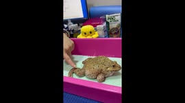 Pet frog undergoes acupuncture treatment for its leg injury