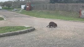 Beaver spotted on beach in Kent sparks rescue operation