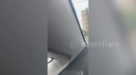 Ostrich causes chaos on busy road after escaping from zoo