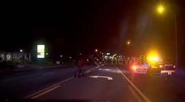 Lone horse leads police on chase through Florida city