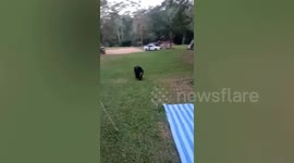 Wild bear rummages through family's ice box on camp site