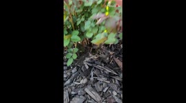 Petals and paws: Gardener discovers bunny bliss beneath the rose bush