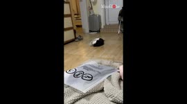 Poor kitten redefines 'desperation' while trying to remove anti-licking hat
