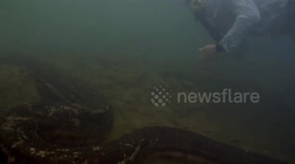 'World's largest anaconda' found dead in the Amazon