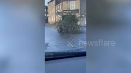 Motorist left shocked after seeing car driving with tree hanging out of boot