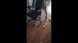 Guilty dog hides after leaving house in a mess