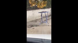 Monitor lizard helps itself to fish drying in sun