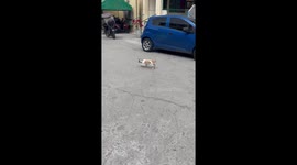 Cat with food packet stuck on head rescued by kind passerby