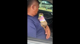 Pet meerkat curls up with its daddy in car