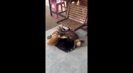 Cats snuggle together to stay warm during chilly weather