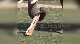Hungry elephant munches on tree branch at Milwaukee County Zoo