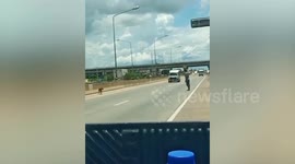 Kind local stops cars so he can guide injured stray dog to safety