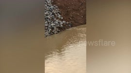 Snakes perform mating dance while floating in river