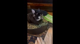 Oddly satisfying sound of a Netherland dwarf rabbit's Romaine lettuce feast