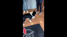 Border Collie Has Impressive Soccer Skills