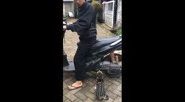Hitching a ride: clingy cat takes funny joyride on motorbike