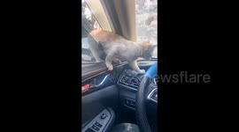 Stray Cat Sneaks into Car through Window to Escape the Cold in Zhejiang, China