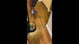 German Shepherd Tries To Get Robot Vacuum to Play Ball