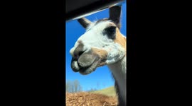 Feeding frenzy! Hilarious drive-thru encounter with animals