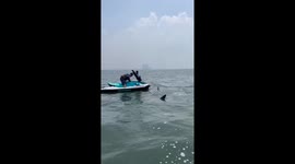 Surprise encounter: whale spotted in Jakarta Sea