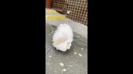 Dog amusingly walks on front paws