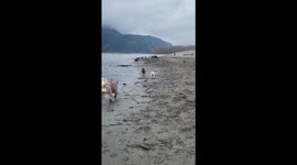 French Bulldog Puppy Stumbles While Playing