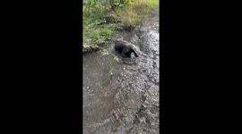 Chocolate Lab Goes Mud Snorkeling