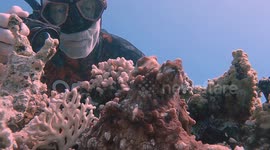 Diver Gets Up Close With a Well-Hidden Octopus