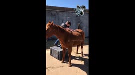 Animal chiropractor makes horse's back crack