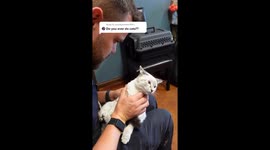 Watch this animal chiropractor crack a cat's back