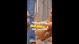 Animal chiropractor clicks chicken's neck and legs into place