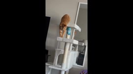 Clumsy Cat Falls Off Her Cat Tree