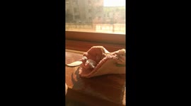 Spoon-Feeding a Baby Bird