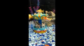 Pet Store Shenanigans