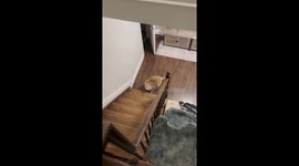 Axel the Chunky Cat Needs Help Getting Back Up the Stairs