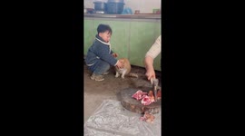 Caring toddler shields kitty's eyes during meat cutting in China