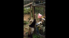 Chinese panda's fascination with a pink balloon delights visitors
