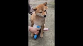 Blissful Grooming Session: Dog and Owner Share a Special Bond in China