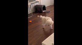 Adorable pup experiences shoe dilemma