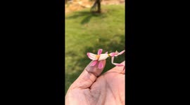 Meet this beautiful pinky Orchid Mantis in wild