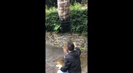 Invisible! Check this breathtaking optical illusion painting on tree trunk