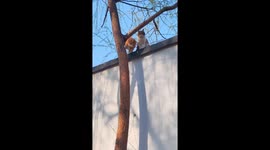 Stray cat demonstrates skills to climbing down a tree in front of companions
