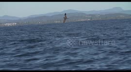 Spectacular drone footage shows humpback whales communicating by waving their flippers