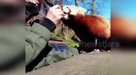 Zookeeper trains red panda in Odense, Denmark