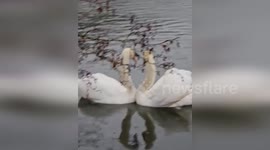 Two swans embrace in Clumber Park, England